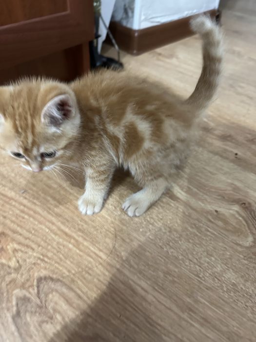 Шотландский котенок