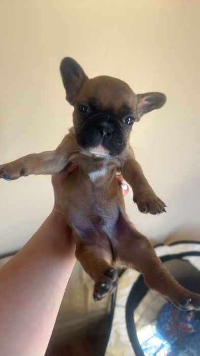 Френски булдог !!!