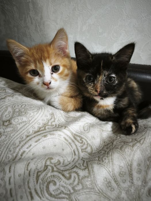 .отдам котят в добрые руки