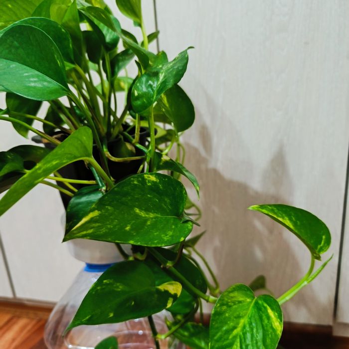 Комнатные растения -Эпипремнум