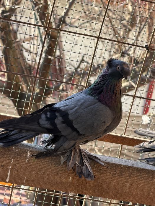 Porumbei ornament diferite rase