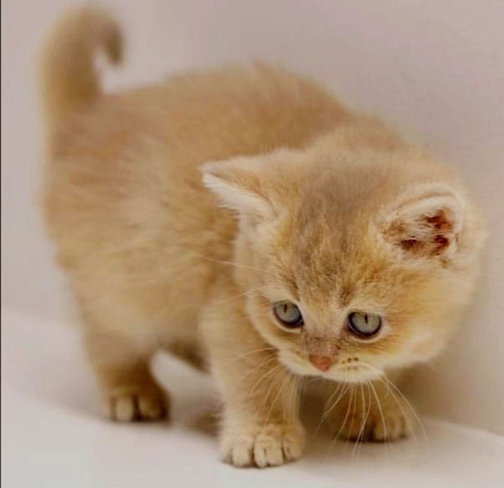 КоТики и коШечка БриТанСкие