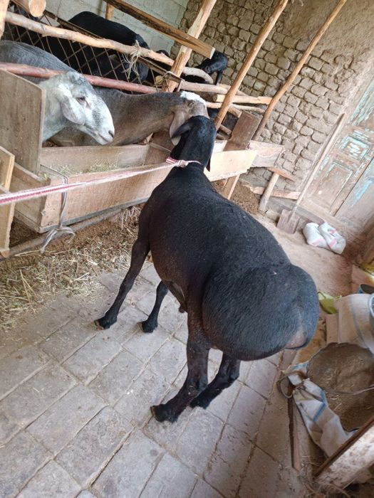 Qoy куй кой qochqorlar sotiladi Aqiqa va boshqa marosmlar 24/7