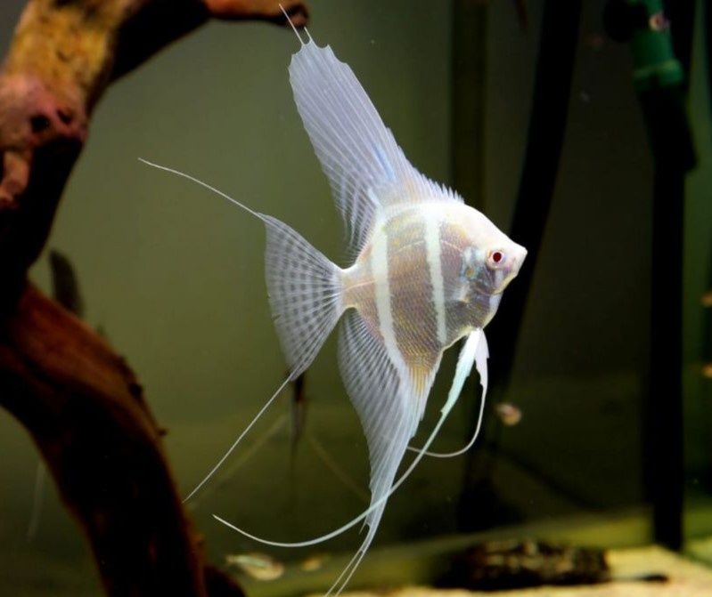 Скалярия Дантум альбино