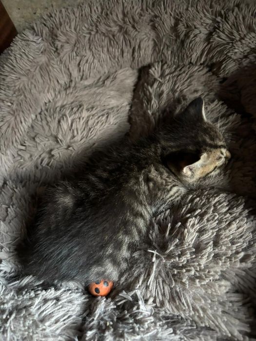 Продам веслоухих котят