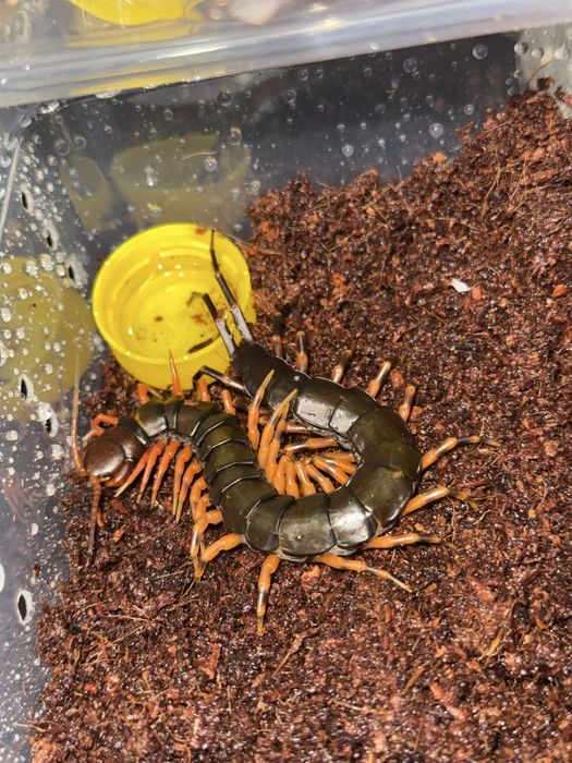 Сколопендры в ассортименте. Scolopendra sp. “Mint Legs”