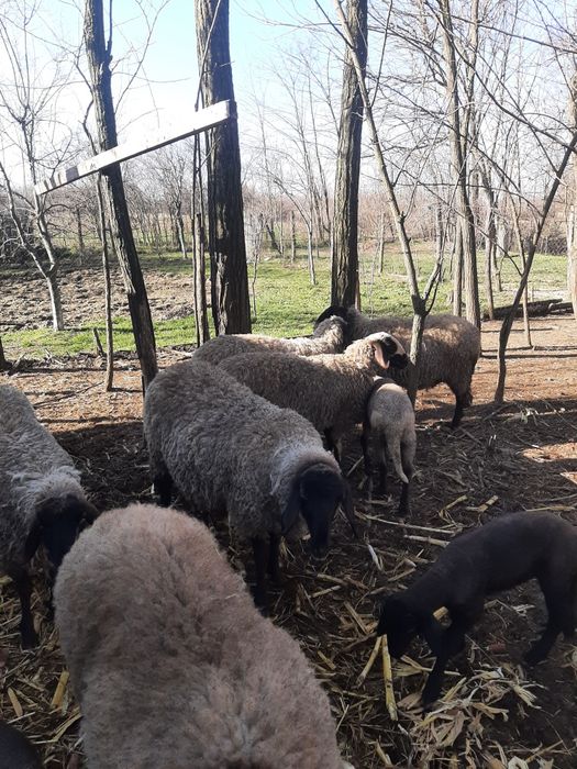 Vând 6 oi 3 fatate și 3 urmează sa fete