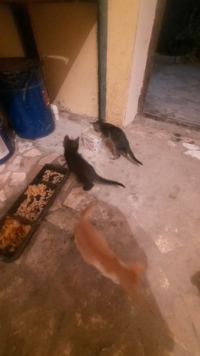 Котята даром, бесплатно.