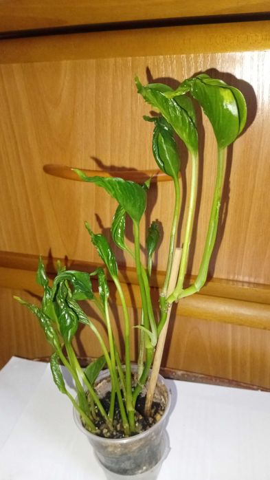 Продам сингониумы Орм нак, Ред спот триколор, Ангустатум, Годзилла