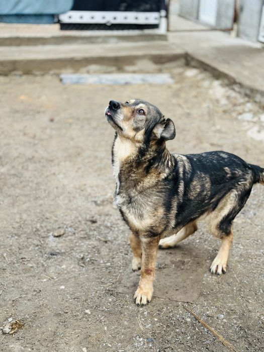Гайда. Ищет семью классная собака