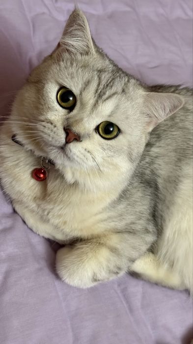 Приглашаем кошек на вязку