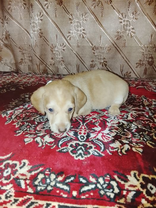 Продам щенков таксы