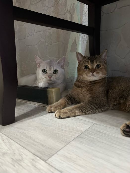 Кот на вязку британский