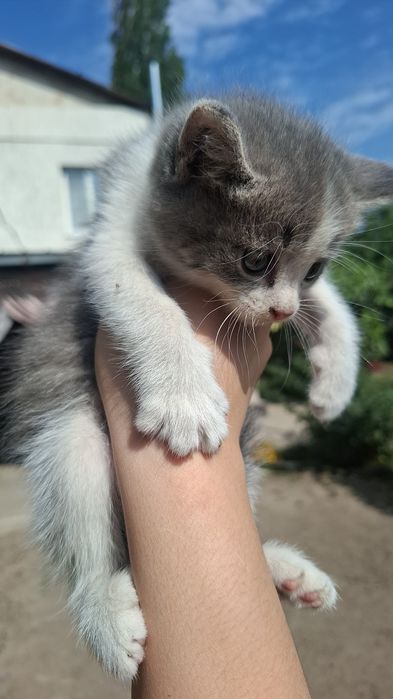 Котята Сибирские