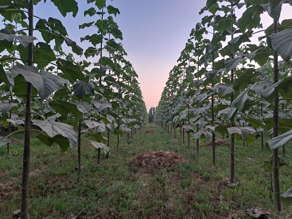 Хар хил турдаги кўчатлар сотилади манзил тошкент вилояти бўка тумани