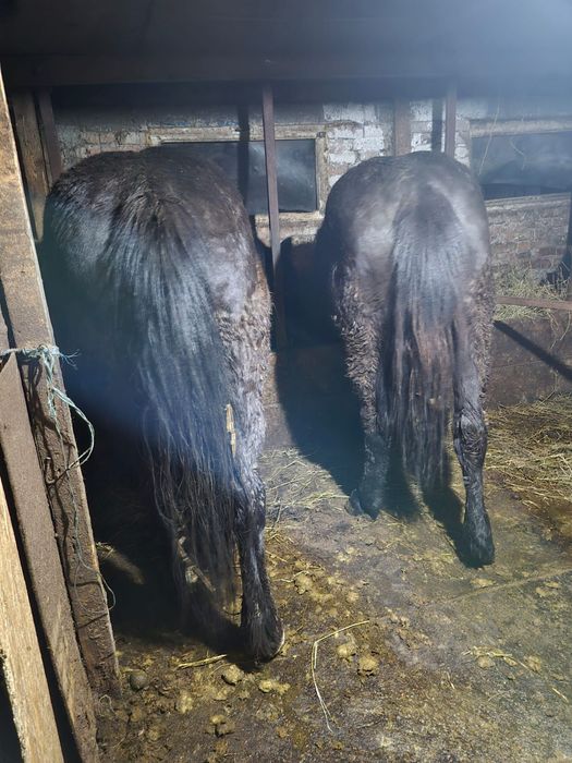 Vând iapă de cinci ani