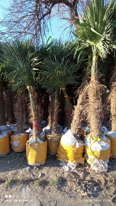 Palma sotiladi srochna