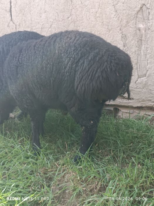 Кучкор барра киргиз элита сим жун