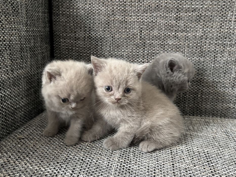 Британские котята