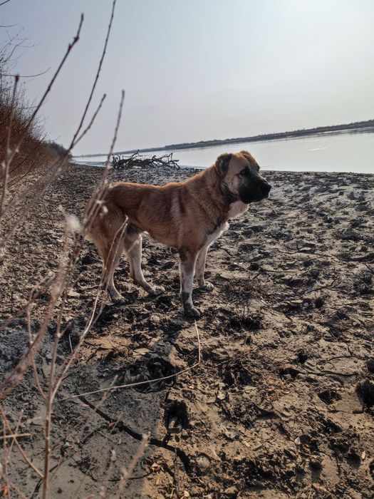 Алабай ит сатылады