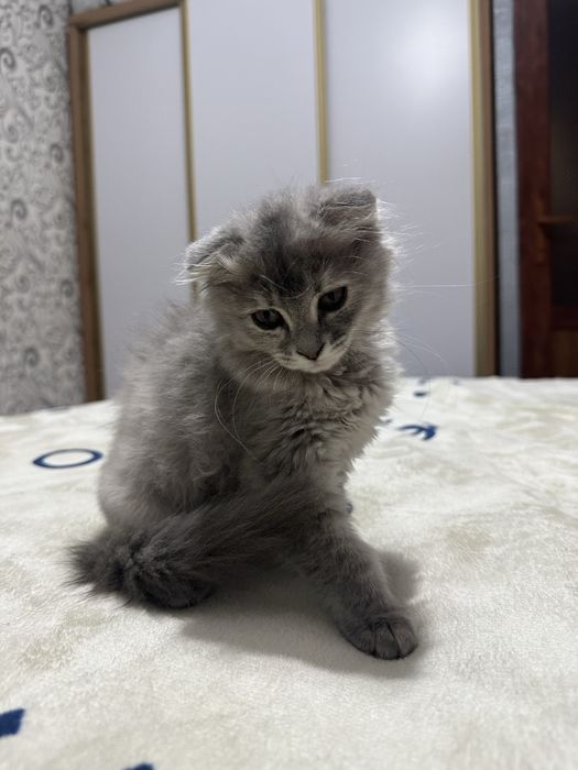 3 oylik skotch fold qiz bola