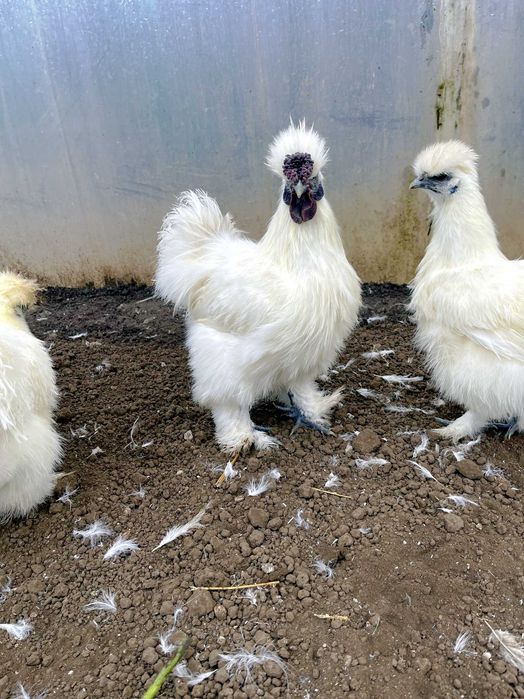 Vand Cocos Matase Japoneza