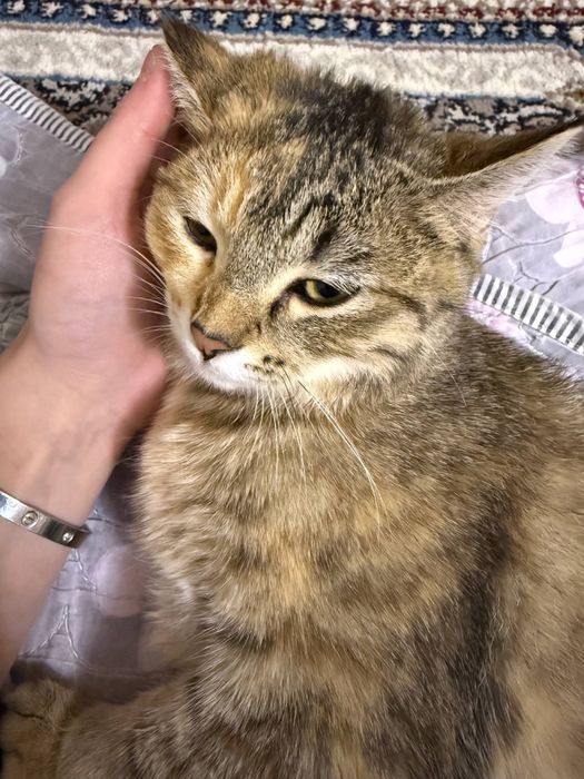 Mushuk yoqoldi risoviy taraflada topgan odamga 500 000 beriladi