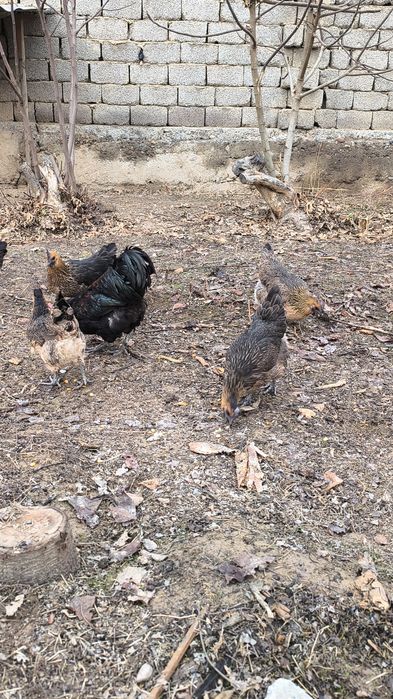 Rossiya liniya privoznoy bollari LAKADENZA 1+7  TOVUQLARİ