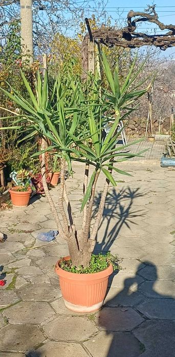 Палма ЮКА 30 годишна