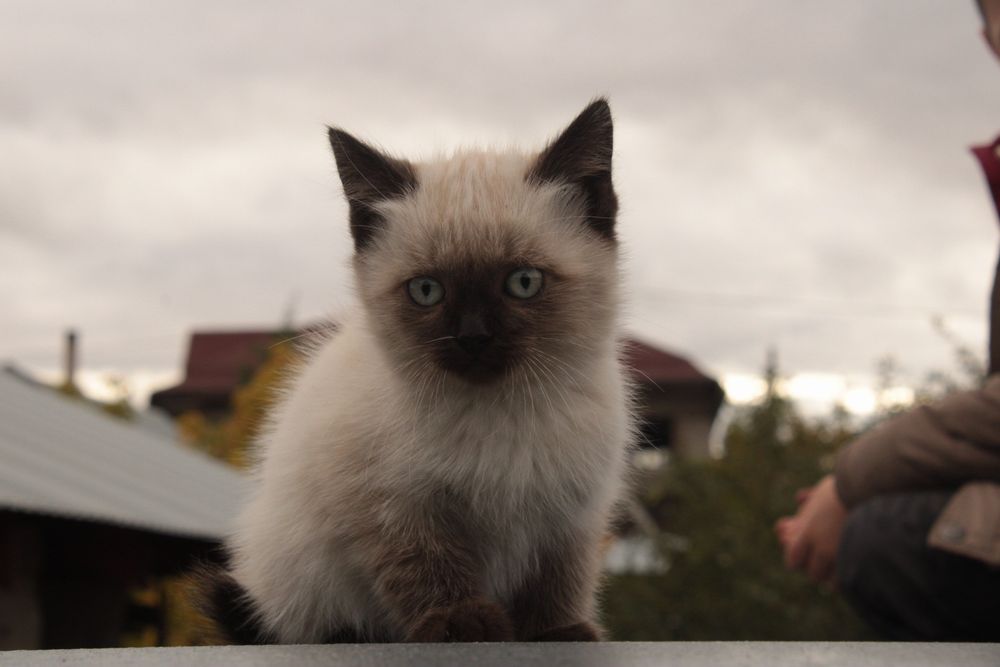 Котята, 2,7 месяца