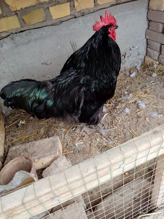 Qora shaxzoda xo'rozi sotiladi