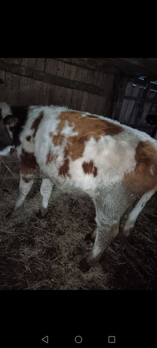 2 viței și o junincă