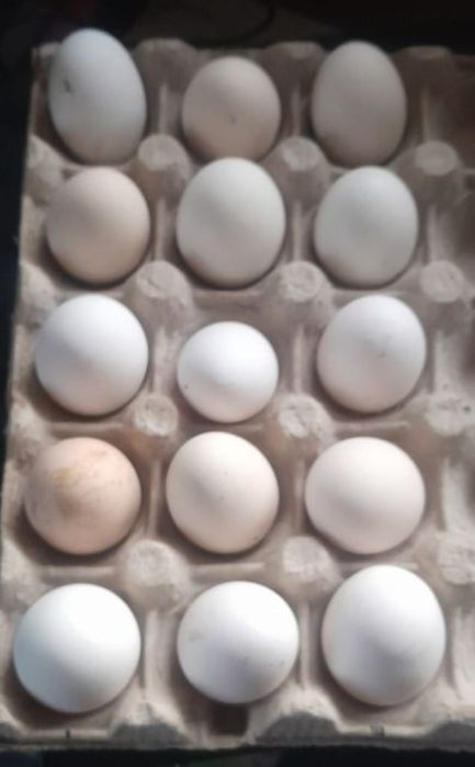 Oua incubat găinușe americane