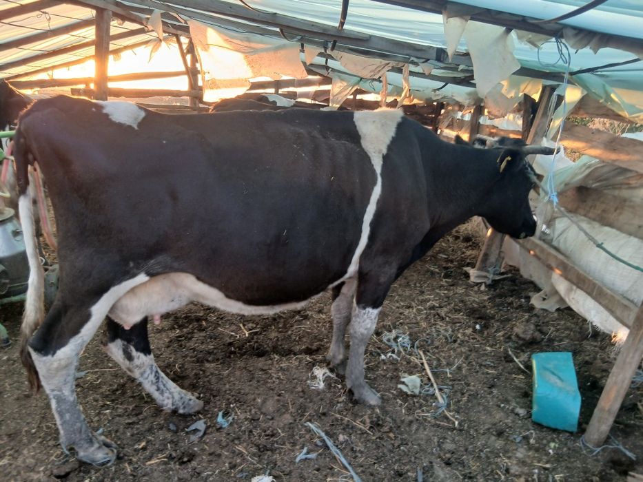 Vaca si vițica de vănzare