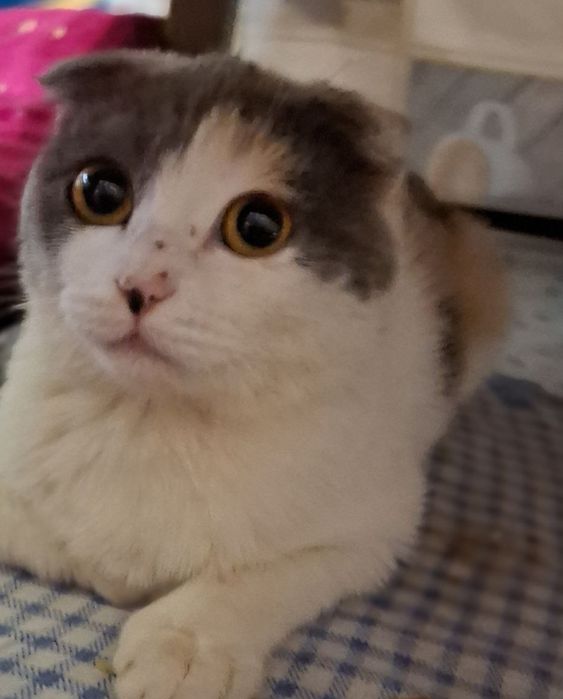 Scotiw flod zottor mushugi