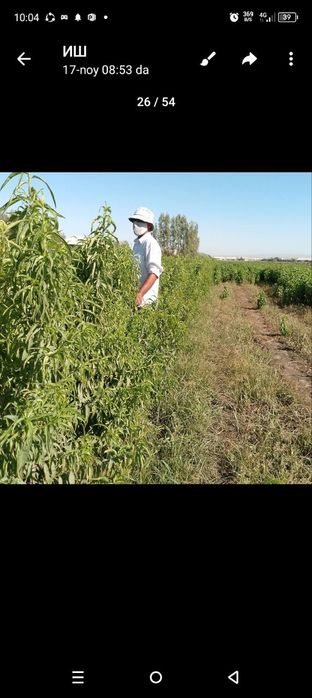 Урик кучати, Urik kuchati