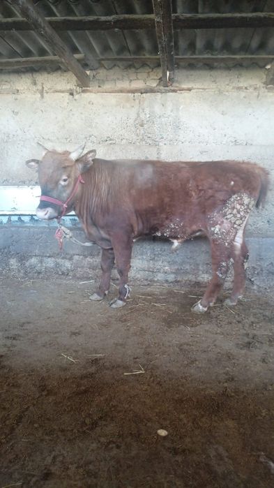 Бузаулы сиыр сатылады