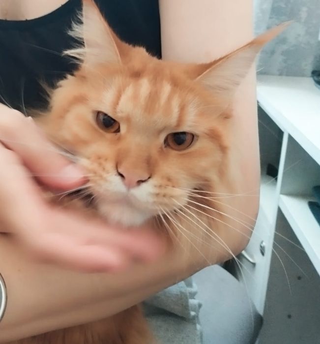 Продам кота Мейн-Куна