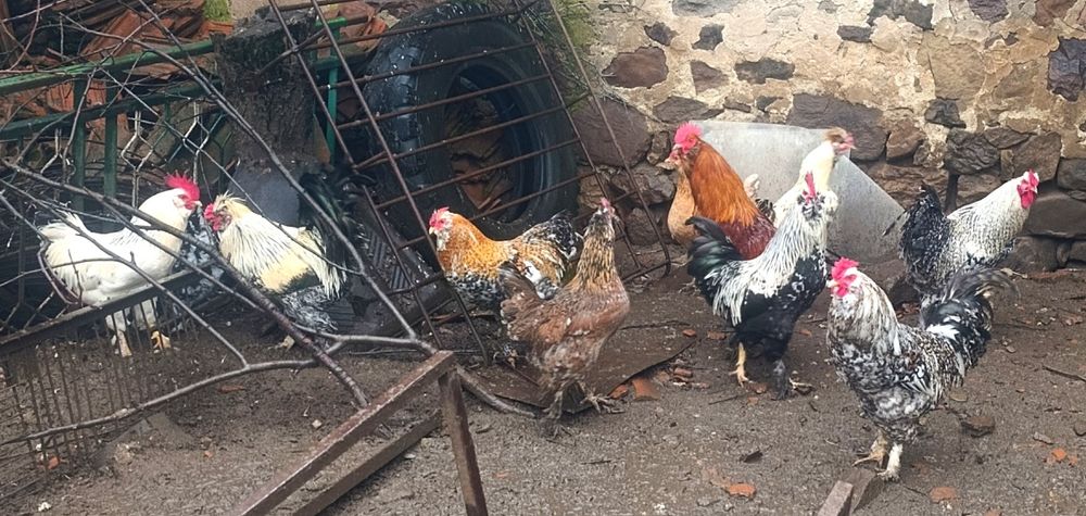 Петли на осем месеца