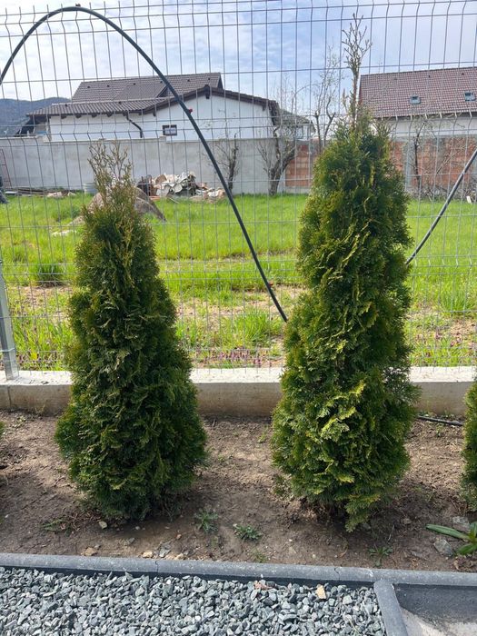 Tuia Smaragd si plicata 46 lei bucata 70 bucati