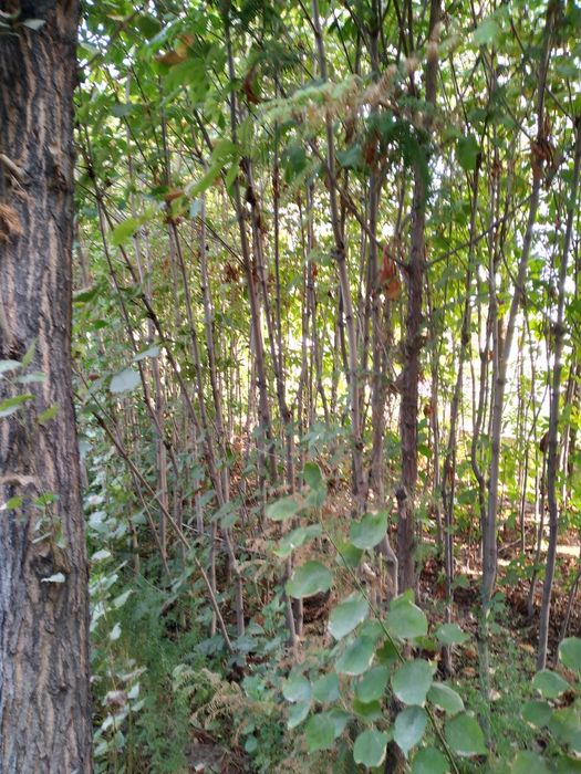 Каштаны есть от 2м до 5м количестве