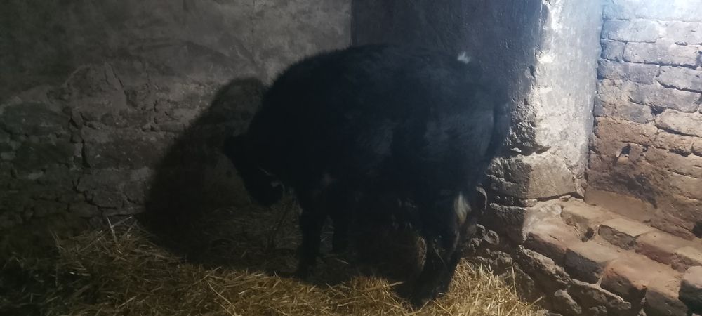 Продава се мъжко теле 250 кг