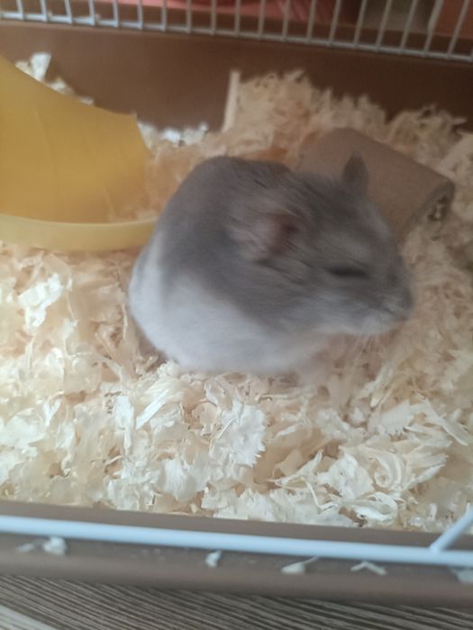 Джунгарский хомячок