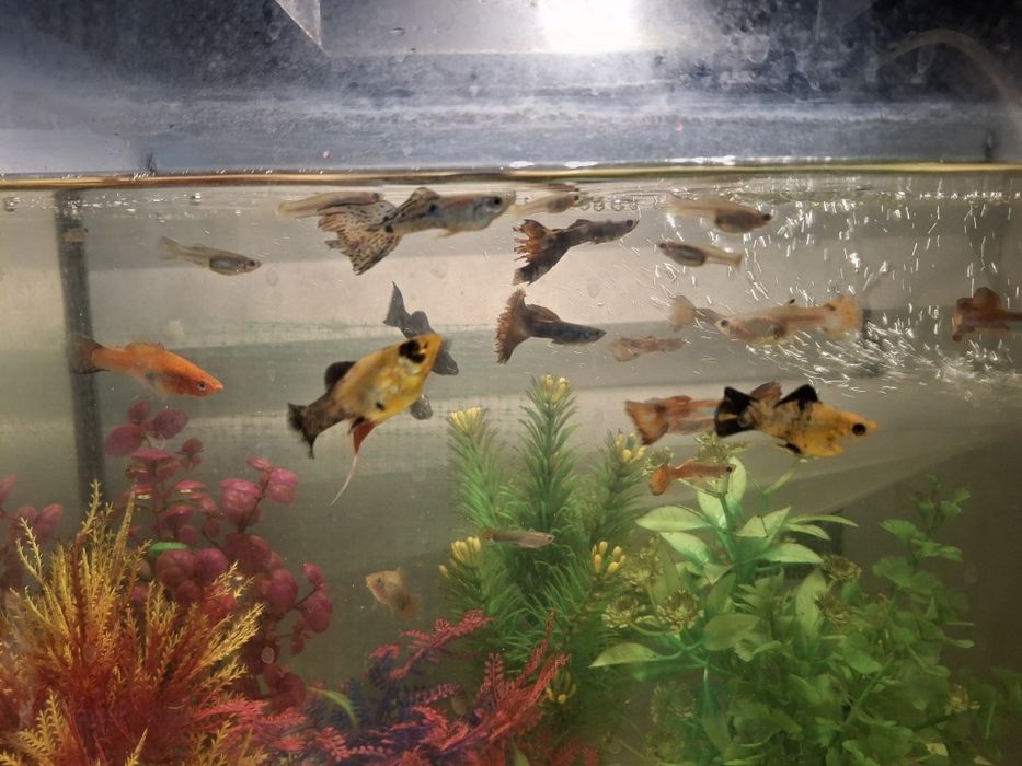 ГУПИИ  300 тг шт