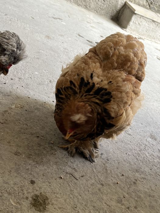 Brama tovuqlar sotiladi endi tuxumga kiryapti