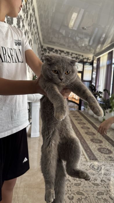 кошка шотландец