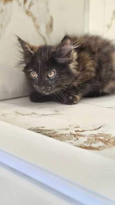 Кошечка 2.5 месяца