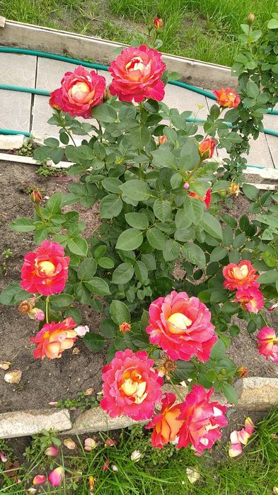 Дача Звездочка 131 км