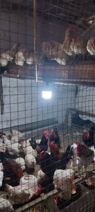 Продаются куры восьмимесячный