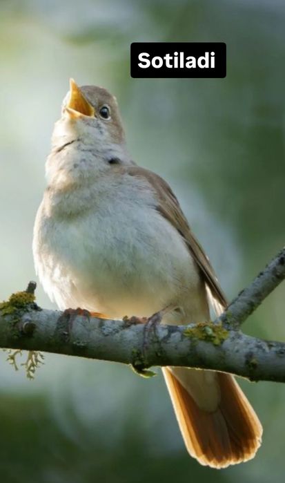 Bulbul  xofiz sotiladi boqilgan sayroda